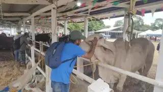 Yucatán implementa sistema integral para controlar el gusano barrenador en la ganadería