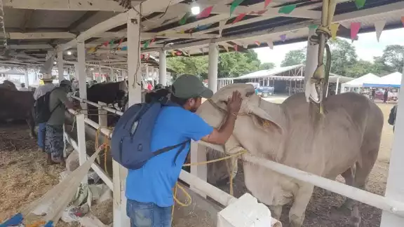 Aunque los brotes de miasis se mantienen controlados, el riesgo de expansión sigue siendo alto