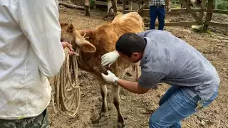 Los casos de miasis por gusano barrenador han ido en aumento en el estado.