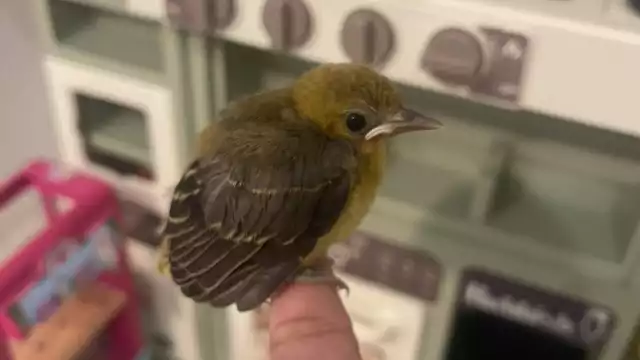 Los encuentros con polluelos se vuelven habituales durante la temporada lluviosa