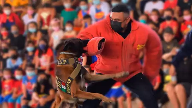 Baggio, al igual que otros elementos de la unidad K9 fueron donados por la Embajada de los Estados Unidos