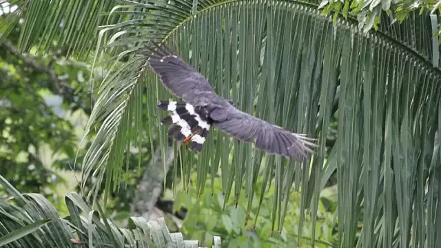 Cuando el ejemplar emprendió vuelo dejó notar tonos blancos en sus alas
