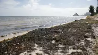 Playas de Cancún con menos  sargazo, ¿cuáles son?