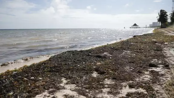 Las temporadas de sargazo puede varias por diferentes cuestiones climatológicas Las temporadas de sargazo puede varias por diferentes cuestiones climatológicas