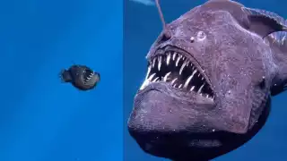 ¿A qué profundidad vive el pez diablo negro y cómo lo soporta?