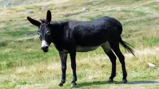 Denuncian maltrato animal en Escárcega: Arrastran a burro con una camioneta  