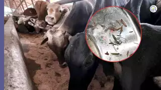 Productores de Quintana Roo, preocupados por presencia del gusano barrenador en Campeche