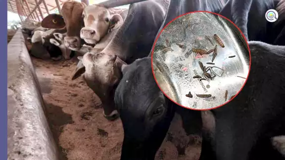 La Secretaría de Desarrollo Agropecuario informó sobre el primer caso de gusano barrenador detectado en Candelaria, Campeche
