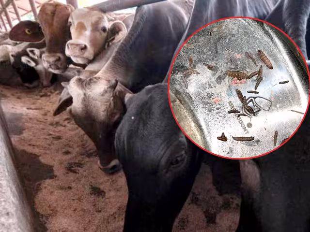 La Secretaría de Desarrollo Agropecuario informó sobre el primer caso de gusano barrenador detectado en Candelaria, Campeche