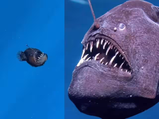 pez diablo negro habita entre los 200 y 2,000 metros de profundidad, en completa oscuridad