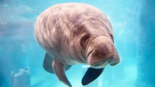 Campeche se destaca como un destino ideal para el avistamiento de manatíes, atrayendo tanto a locales como a turistas