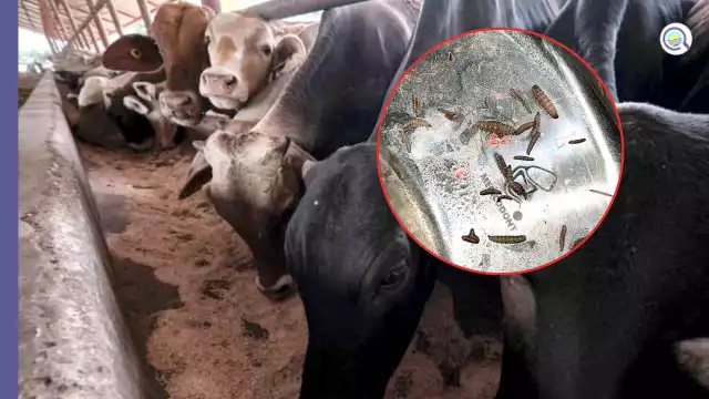 La Secretaría de Desarrollo Agropecuario informó sobre el primer caso de gusano barrenador detectado en Candelaria, Campeche