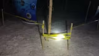 Fibropapilomatosis, enfermedad que debilita a tortugas marinas