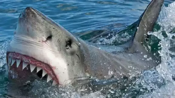 Hombre de 58 años sufrió de un ataque de tiburón mientras pescaba.