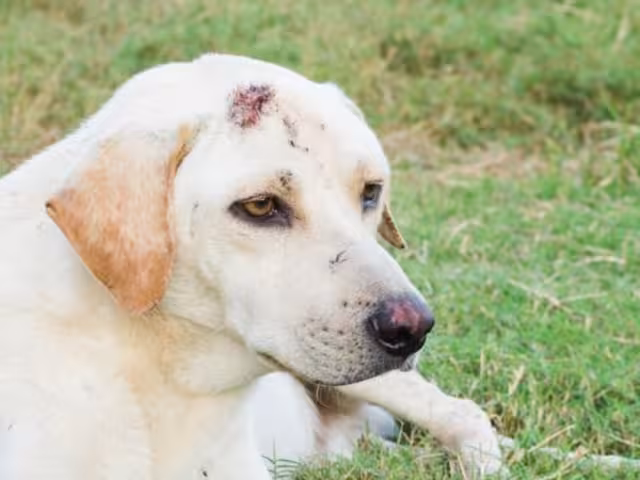 Se registró el primer caso de miasis en la zona norte de la entidad en un perro.