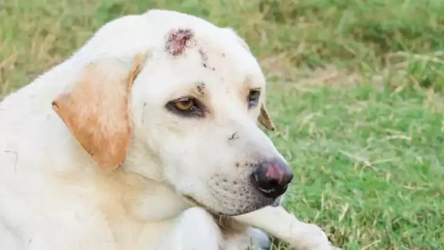 Se registró el primer caso de miasis en la zona norte de la entidad en un perro.