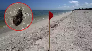 Marea roja avanza hacia el puerto de Sisal y pone en riesgo al turismo, a la pesca y a la economía local