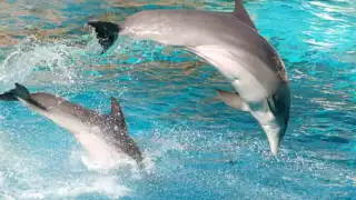 En Quintana Roo operan 18 de los 33 delfinarios registrados en México