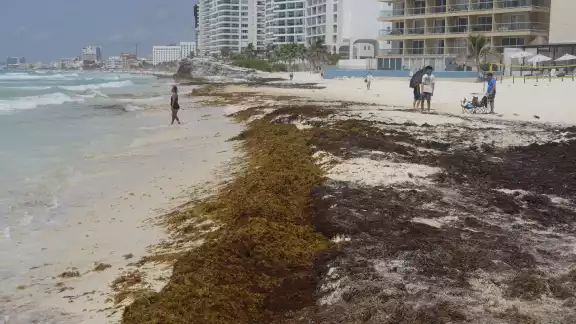 Aunque el recale del vegetal marino es constante, poco pareció importar a turistas provenientes de Puebla, tras permanecer en el balneario Gaviota Azul