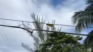 Cableado afectó la vida de los habitantes de Chetumal.