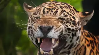 Captan a jaguar en calles de Puerto Vallarta 