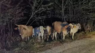 Ganado suelto pone en riesgo a conductores y peatones en carretera de Escárcega