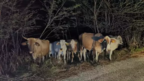 Animales sueltos deambularon por la carretera Centenario en Escárcega. Animales sueltos deambularon por la carretera Centenario en Escárcega.