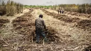 Cañeros de Quintana Roo se quedan sin liquidación de la zafra 2024-2025