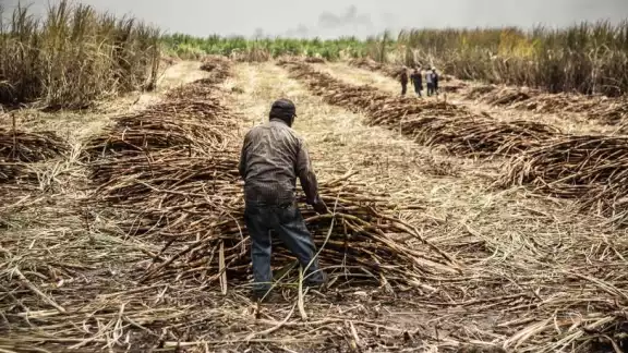 Cañeros de Quintana Roo se quedan sin liquidación