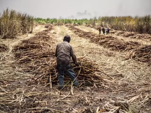 Cañeros de Quintana Roo se quedan sin liquidación