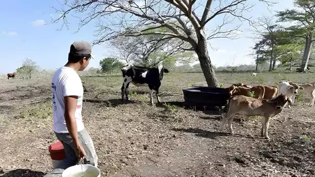 La CNC del Estado reconoce que habrá una temporada muy fuerte en el ramo ganadero y agrícola