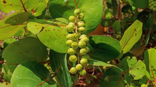  Uva de mar: el árbol con frutos dulces que evita la erosión en la costa yucateca   