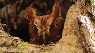   Tecolote sapo sorprende a exploradores en la Reserva Cuxtal de Mérida   