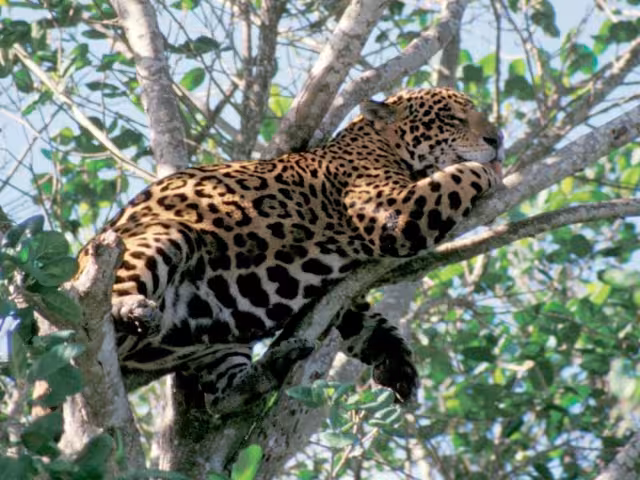 La Reserva es el hogar del gran jaguar, especie prioritaria para la conservación
