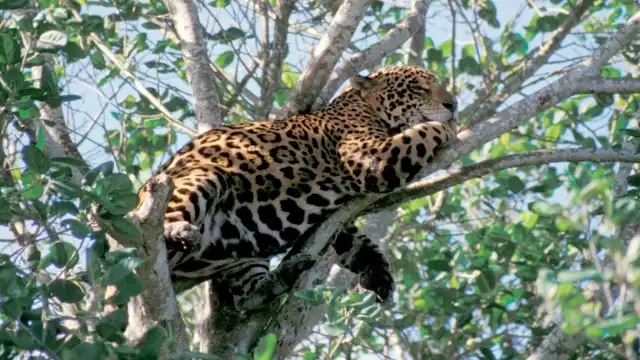 La Reserva es el hogar del gran jaguar, especie prioritaria para la conservación