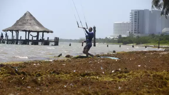 En mayo se han recogido mil 465 toneladas de alga En mayo se han recogido mil 465 toneladas de alga