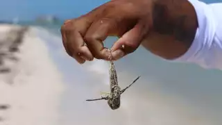 Implementan medidas en Progreso para prevenir riesgos por fauna nociva en playas  