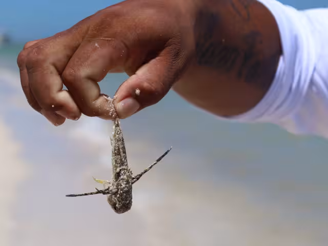 La autoridad local exhortó a los bañistas, a no manipular ni sacar del agua a los animales