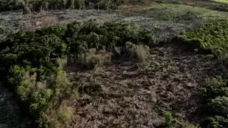 Clausuran predio entre Bacalar y Chetumal por deforestaciones a manos de la comunidad menonita