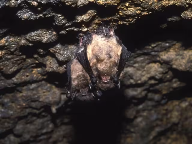 Las cuevas garantizan la reproducción y supervivencia de diversas especies de murciélagos