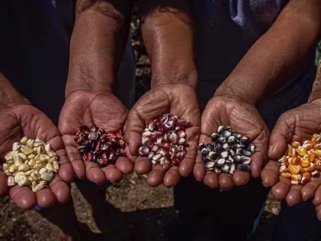 Los campesinos de Yucatán están preocupados por la desaparición del maíz autóctono debido al cambio climático y la privatización de semillas.