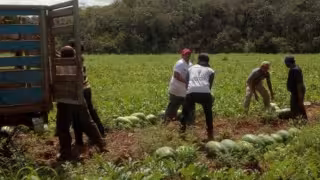 Anuncian creación de centro de acopio para productores en La Candelaria, José María Morelos