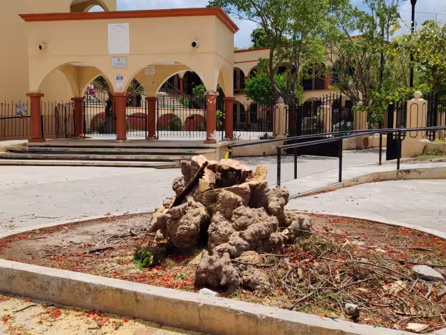 Reforestación en San Román tras retiro de árbol afectado por comején