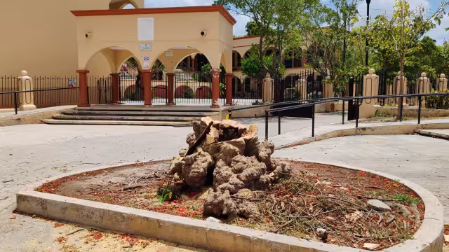 Reforestación en San Román tras retiro de árbol afectado por comején