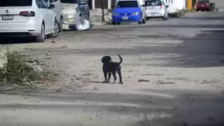 Quintana Roo suma más de mil 200 casos de mordeduras por perros durante 2025