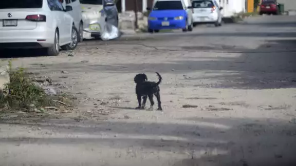 En el estado, los hombres han sido los más afectados por ataques de perros En el estado, los hombres han sido los más afectados por ataques de perros