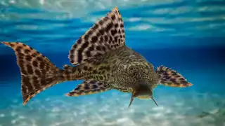 Alertan por presencia de pez diablo en el cenote La Bruja de Bacalar