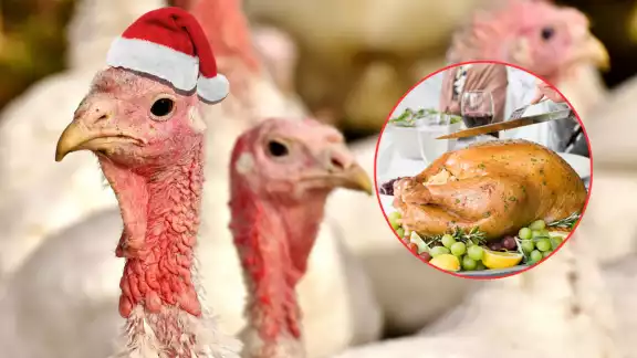 La venta de pavos indios ha comenzado en Campeche, con precios entre 1,200 y 1,500 pesos por ave