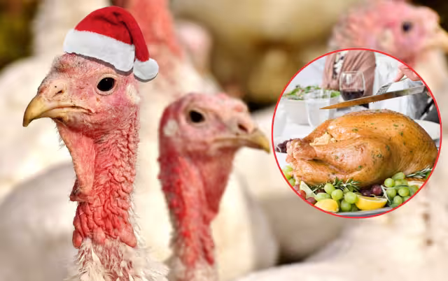 La venta de pavos indios ha comenzado en Campeche, con precios entre 1,200 y 1,500 pesos por ave