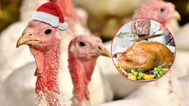 La venta de pavos indios ha comenzado en Campeche, con precios entre 1,200 y 1,500 pesos por ave